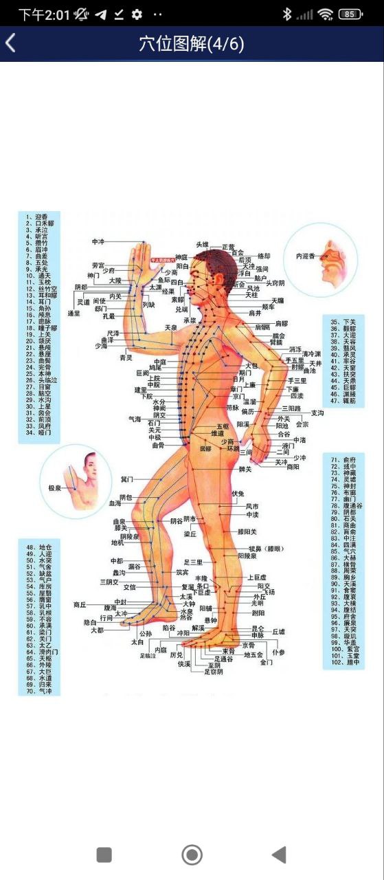 3D人体解剖图谱